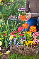 Femme de combler les lacunes dans le parterre de printemps en plantant des pensées, des primevères, des bellis et des tulipes.