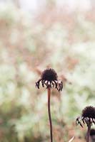 Échinacée - échinacée usée en automne