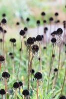 Echinacea pallida - échinacée usée en automne