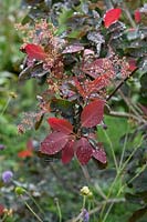 Cotinus elodie - Smoketree a passé les fleurs et les feuilles en automne