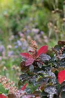 Cotinus elodie - Smoketree a passé les fleurs et les feuilles en automne