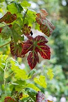 Vitis vinifera 'Boskoop Glory' - Raisin 'Boskoop glory' feuillage changeant de couleur en automne