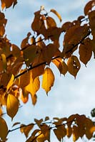 Prunus sargentii - Feuillage des cerisiers de Sargent en automne