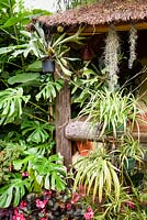 Jungle Hut construite à l'aide de poteaux télégraphiques recyclés recouverts de plantes, notamment Monstera deliciosa, plantes araignées, Chlorophytum comosum, Tillandsia usneoides, bégonias et la fougère staghorn, Platycerium bifurcatum.