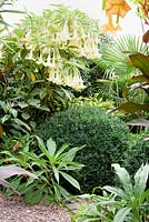 Brugmansias, y compris B. 'Maya' panaché parmi les plantes, y compris les semis d'Echium pininana, la boîte taillée et le trachycarpus.