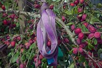 Prunus domestica 'Victoria' - Prune - une culture lourde a besoin d'un soutien temporaire pour empêcher la rupture des branches