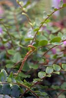 Pellaea rotundifolia - Fougère à boutons
