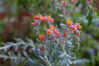 Echeveria runyonii 'Topsy Turvy' en fleurs