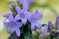 Adenophora 'Gaudi Violet' - Coccinelles