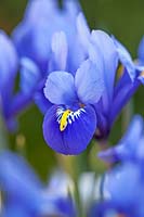 Iris 'Rhapsody' - Iris nain - détail de marquage jaune sur pétale