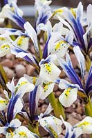 Iris 'Sea Breeze' - Iris nain - détail des marques jaunes sur pétale