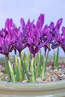 Iris histrioides 'George' - Iris nain