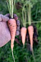 Personne a récolté des carottes Daucus carota «St.Valery» sur un lotissement.