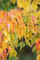Acer crataegifolium 'Veitchii' - Érable d'aubépine Veitch