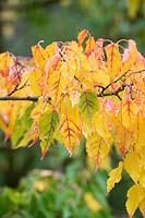 Acer crataegifolium 'Veitchii' - Érable d'aubépine Veitch