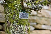 Étiquette de la plante identifiant le cultivar de poirier Espaliered à Rodmarton Manor, Glos, UK.