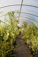 Vue de l'intérieur polytunnel n ° 2, la pépinière, Pan Global Plants, Frampton sur Severn, Gloucestershire, Royaume-Uni.