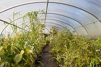 Vue de l'intérieur polytunnel n ° 2, la pépinière, Pan Global Plants, Frampton sur Severn, Gloucestershire, Royaume-Uni.