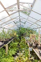 À l'intérieur de la maison de verre, la pépinière, Pan Global Plants, Frampton on Severn, Gloucestershire, Royaume-Uni.