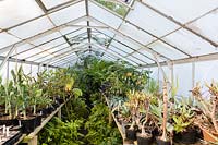 À l'intérieur de la maison en verre, la pépinière, Pan Global Plants, Royaume-Uni. Juillet.