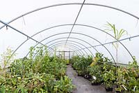 À l'intérieur du polytunnel n ° 3, la pépinière, Pan Global Plants, Royaume-Uni. Juillet.
