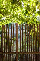Clôture de jardin avec magnolia rétro-éclairé. Le jardin, Pan Global Plants, Frampton sur Severn, Gloucestershire, Royaume-Uni.