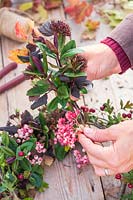 Femme créant des paquets de Sorbus 'Pagode rose' - Rowan - baies, Viburnum opulus - Rose de Guleder, Hebe et Physocarpus opulifolius 'Diabolo'