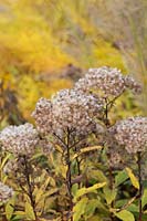 Eupatorium purpureum - Purple Bush ou Joe Pye Weeds - têtes de semences