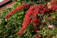 Pyracantha koidzumii 'Victory' - Formose firethorn 'Victory' baies rouges en automne.
