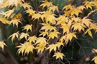 Acer palmatum 'Green Trompenburg' - Érable japonais 'Green Trompenburg'