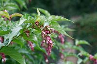 Leycesteria formosa - Chèvrefeuille de l'Himalaya