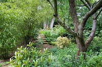 Jungle rencontre les bois: sentier courbe avec des marches menant au nouveau jardin latéral. Les plantes comprennent les bambous, Phyllostacys sp., Le feuillage persistant de petits rhododenrdrons et de houx, Ilex, panaché euonymous et panaché phormium.