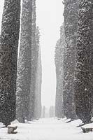Chemin Cypressus dans la neige