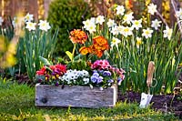 Arrangement floral d'annuelles colorées en fleur dans une boîte, en attente de plantation dans un parterre de fleurs