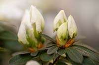Rhododendron indicum var. simsii - Planch. - Azalea indica var. simsii