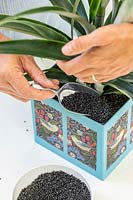 Femme ramassant du grain noir autour d'Ananas nanus - Ananas planté dans une jardinière en carton décoré