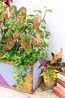 Boîte en bois décorée de formes géométriques plantée d'une variété de plantes d'intérieur dont Hedera canariensis de Marengo, Parthenocissus inserta et Caladium sp.