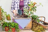 Woman planting Hedera canariensis de Marengo en jardinière décorée en bois