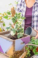 Woman planting Hedera canariensis de Marengo en jardinière décorée en bois