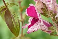 Antirrhinum majus 'Purple Twist' - Fleurs blanches avec marques variables Fleur et feuille