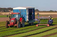 Récolte commerciale d'épinards - Bacton, Norfolk - septembre