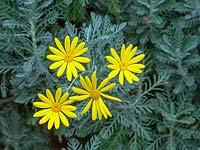 Euryops pectinatus