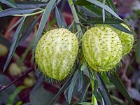 Gomphocarpus physocarpus, 'plante ballon'