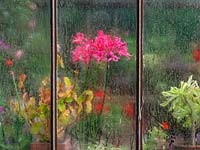 Espèces de Nerine photographiées à travers le verre de la maison verte sur une journée d'automne humide