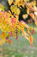 Acer crataegifolium 'Veitchii' - Veitch Aubépine