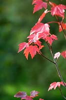 Acer rubrum 'Sun valley' - Érable rouge