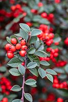 Cotoneaster franchetii - Cotoneaster de Franchet