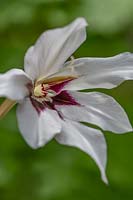 Gladiolus murielae - Glaïeul d'Abyssinie