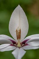 Gladiolus murieliae syn. Acidanthera paon - Glaïeul d'Abyssinie