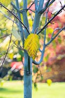 Acer davidii Viper 'Mindavi' - Feuillage des arbres de l'érable du Père David 'Viper' en automne